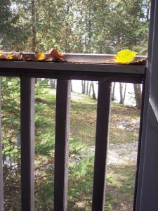 View of the lake through a screen