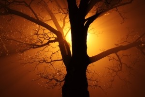 abstract-tree-at-sunset